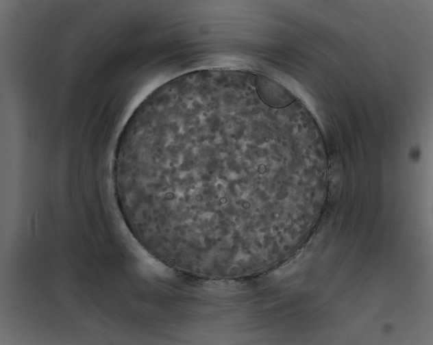 X0000101121091200807171954