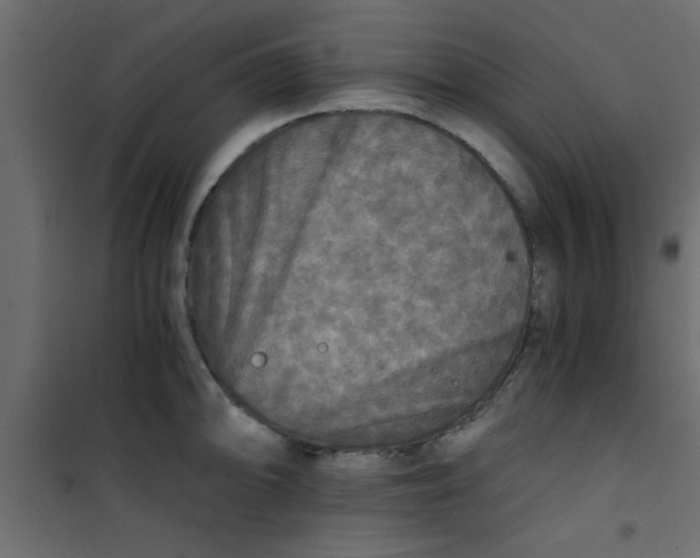 X0000101121094200807171954