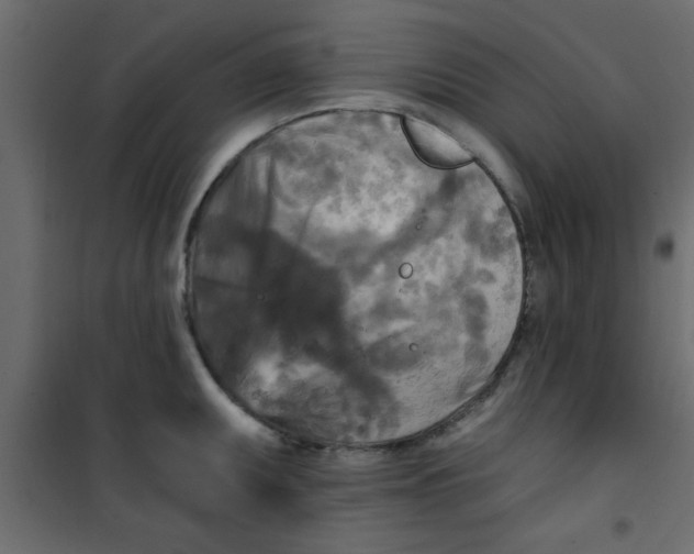 X0000101121095200807171954