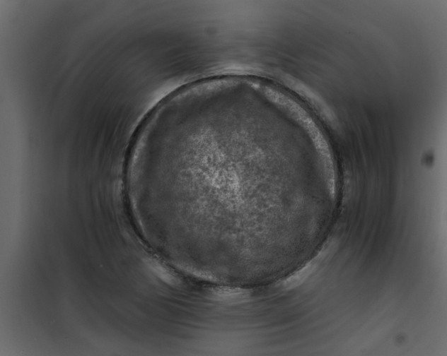 X0000101121170200807171953