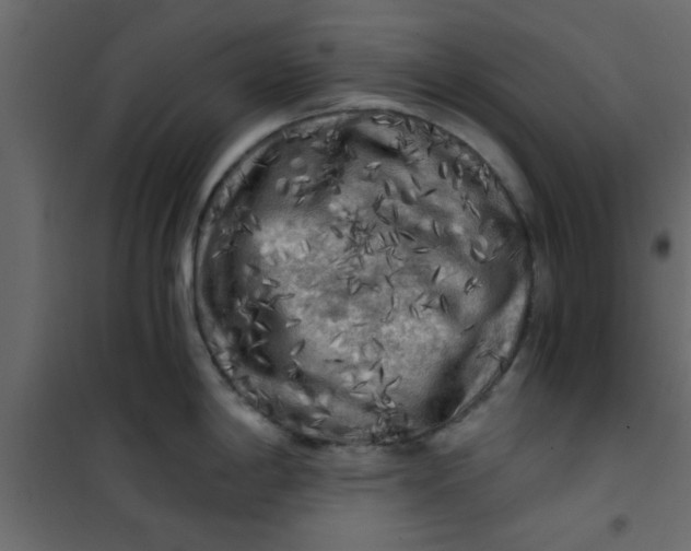 X0000101121198200807171952