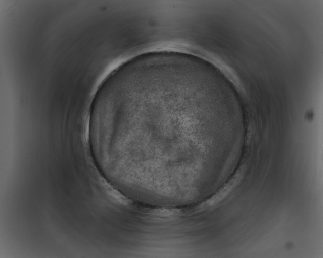 X0000101121224200807171952