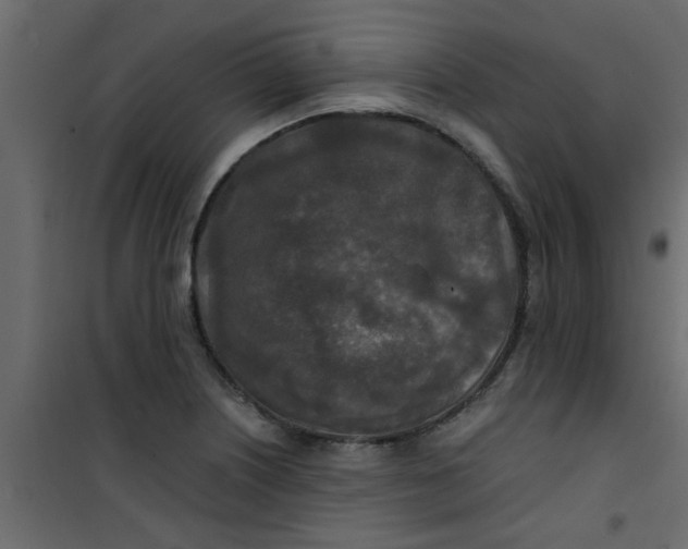 X0000101121226200807171952