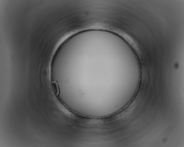 X0000101121238200807171952