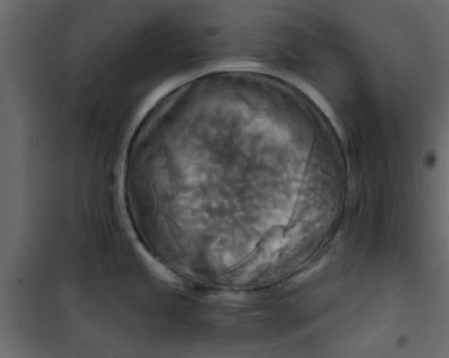 X0000101121245200807171952