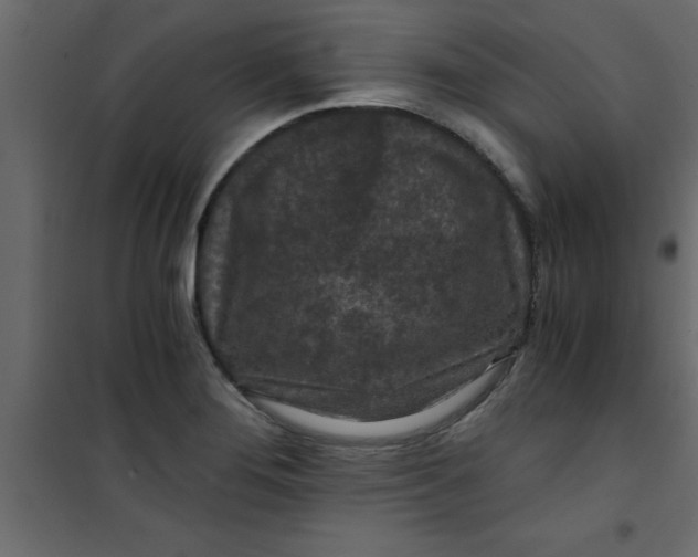 X0000101121276200807171951