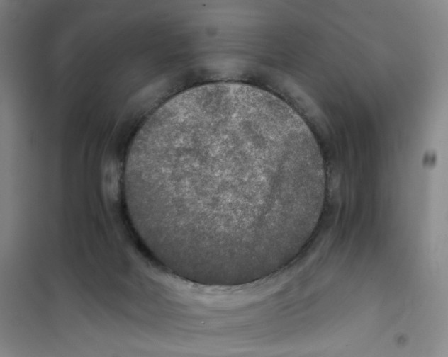X0000101120026200807241210