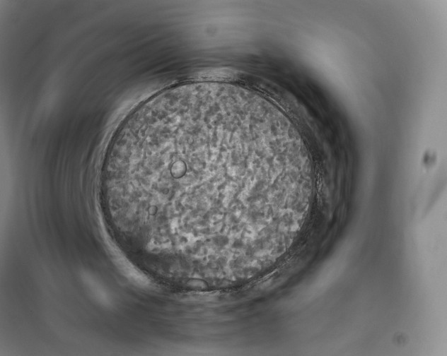 X0000101120049200807241209
