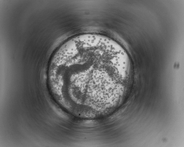 X0000101120059200807241209