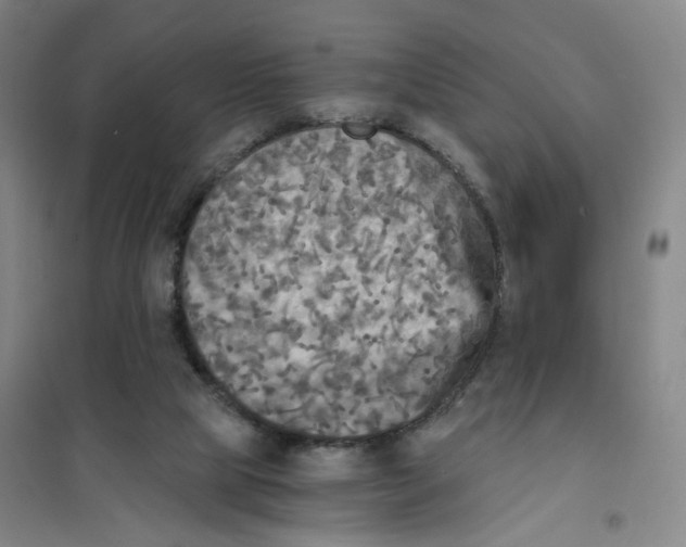 X0000101120065200807241209