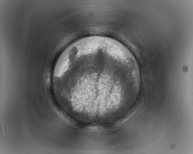 X0000101120067200807241209