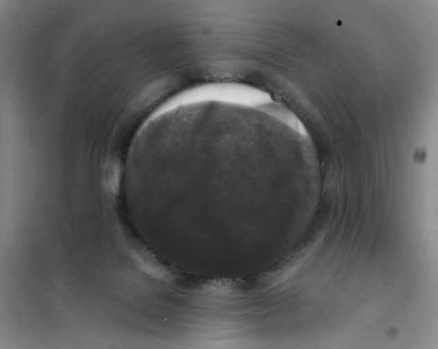 X0000101120076200807241209
