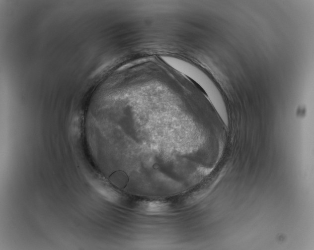X0000101120165200807241208