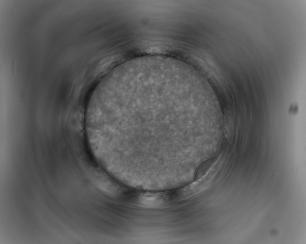 X0000101120175200807241208