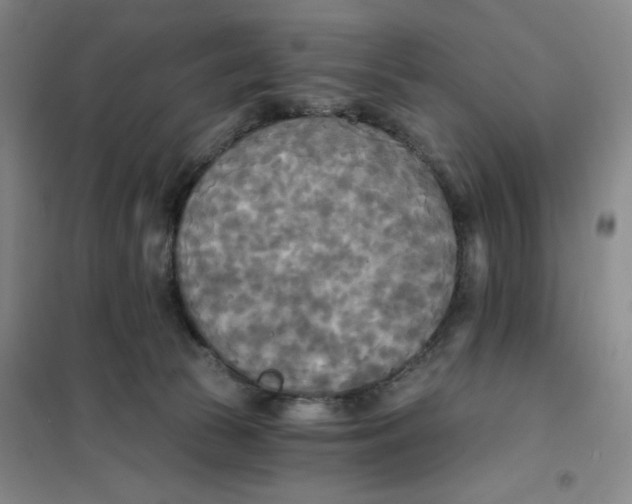 X0000101120177200807241208