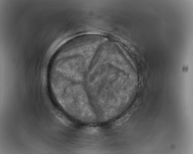 X0000101120247200807241206