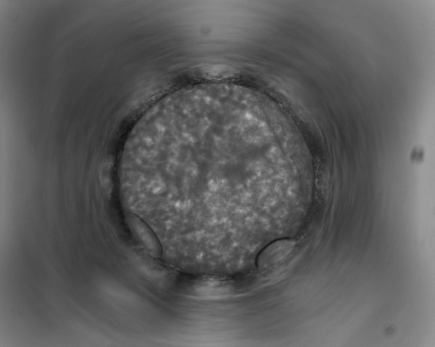 X0000101120319200807241205