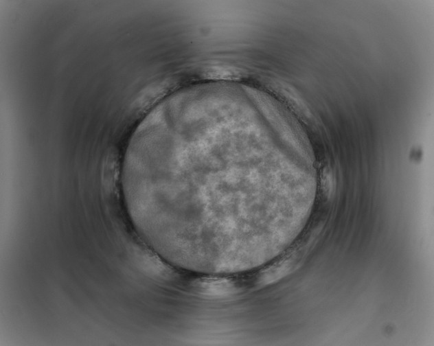 X0000101120322200807241205