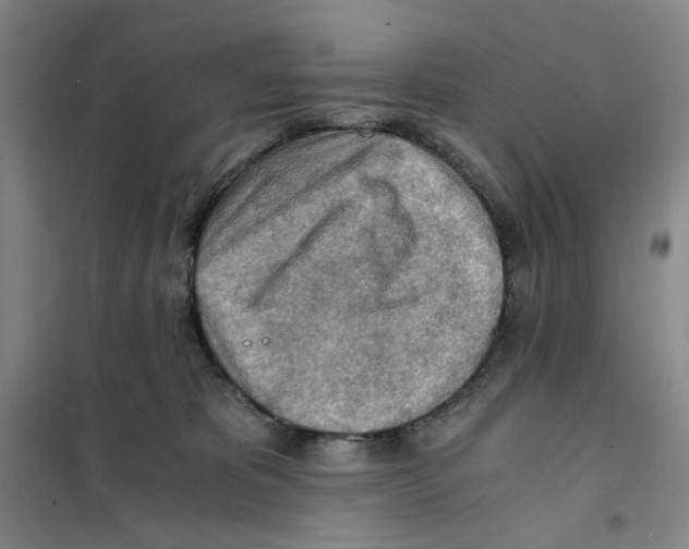 X0000101120325200807241205