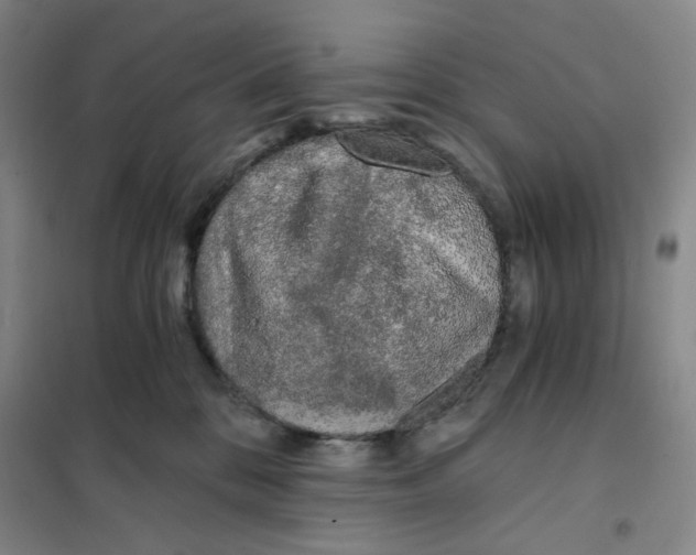 X0000101120328200807241205