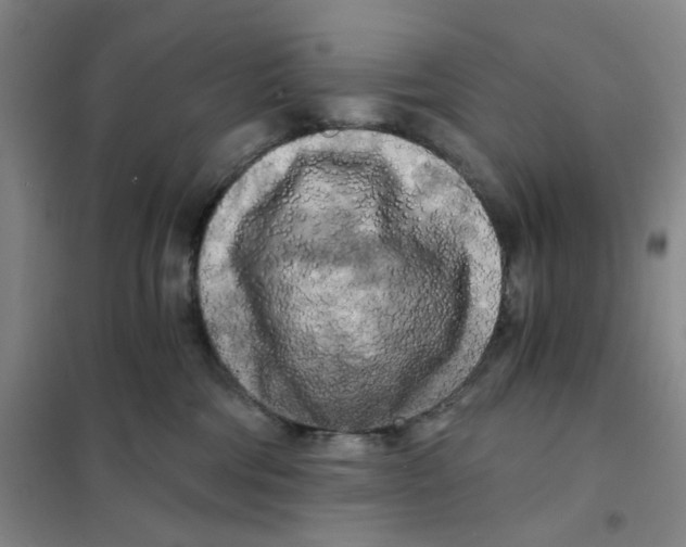 X0000101120330200807241205