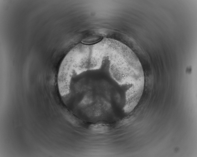 X0000101120331200807241205