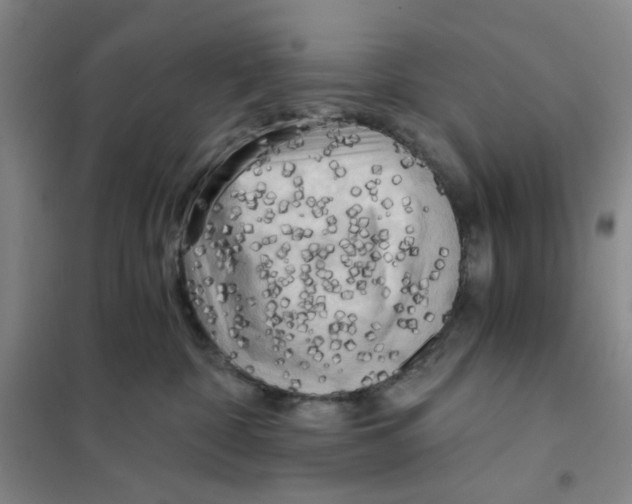 X0000101120332200807241205