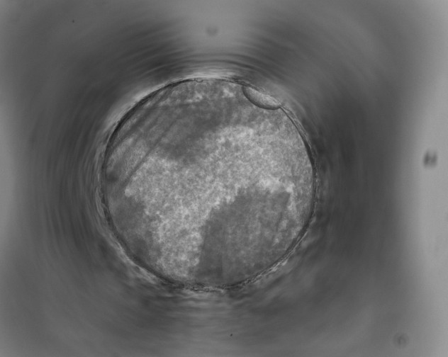X0000101120337200807241204