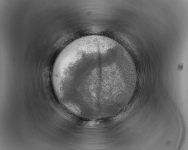 X0000101120366200807241205