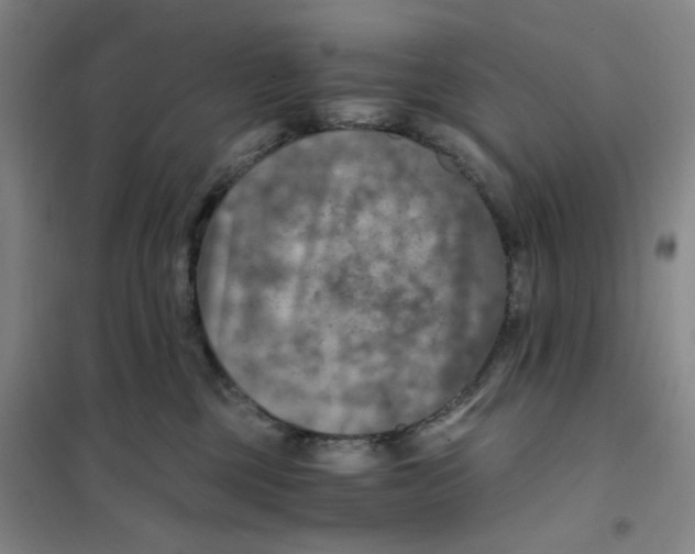 X0000101120377200807241205