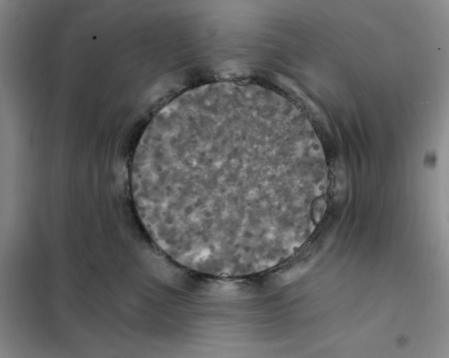 X0000101120523200807241202