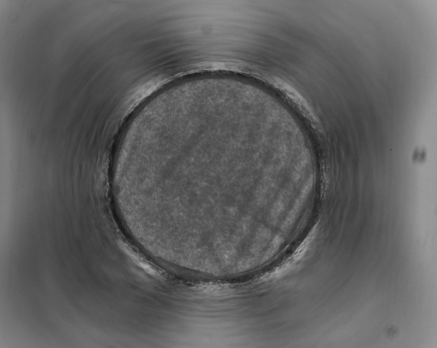 X0000101120977200807241155