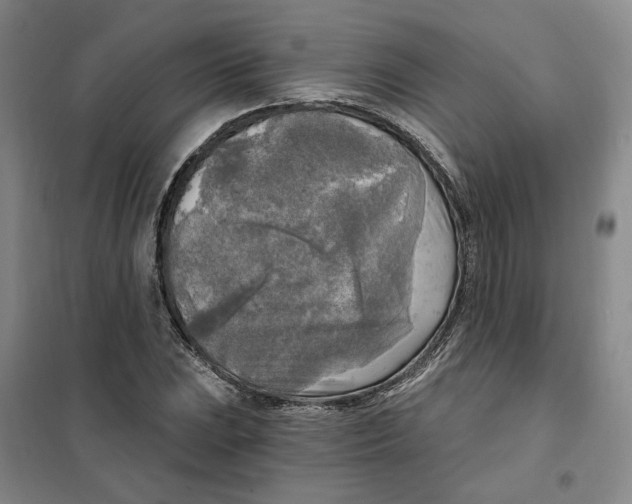 X0000101121023200807241154