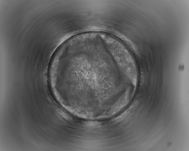 X0000101121170200807241152
