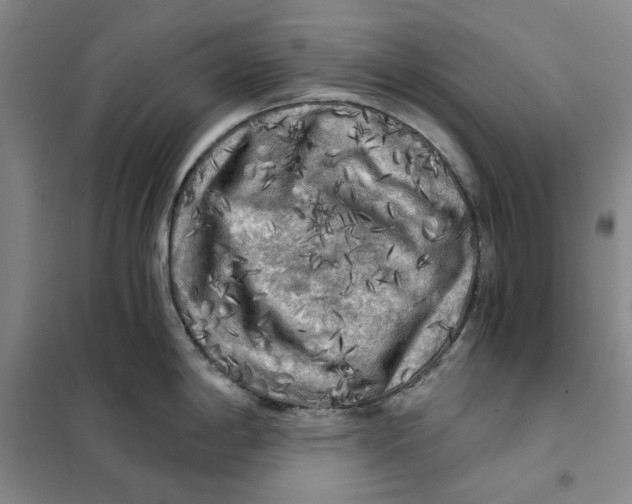 X0000101121198200807241151