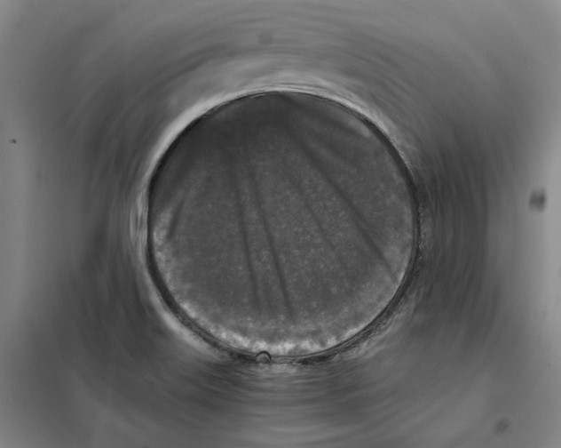 X0000101121515200807241147