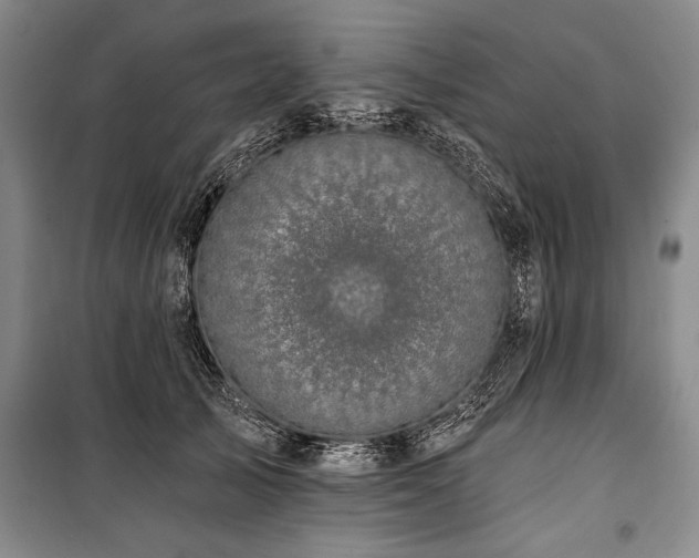 X0000101140705200806270920