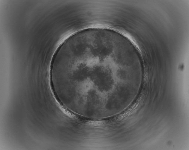 X0000101141237200806270912