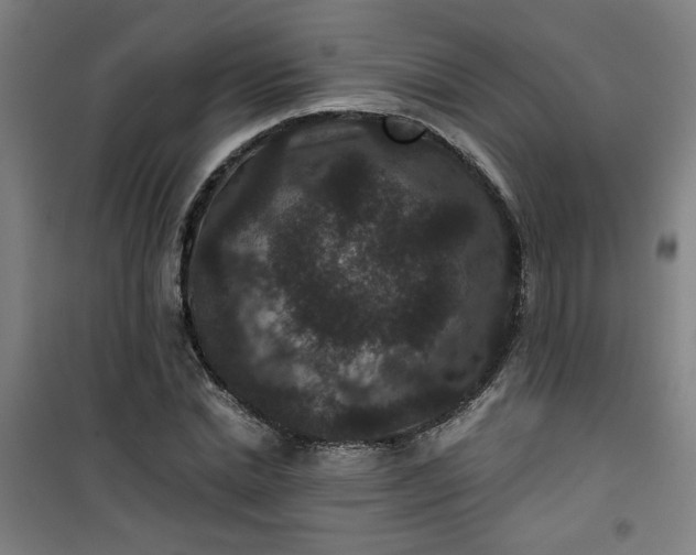 X0000101140830200807110940