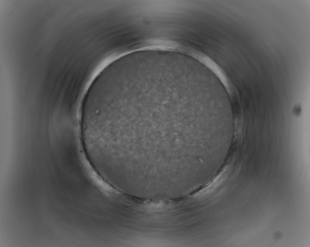 X0000101141099200807110937