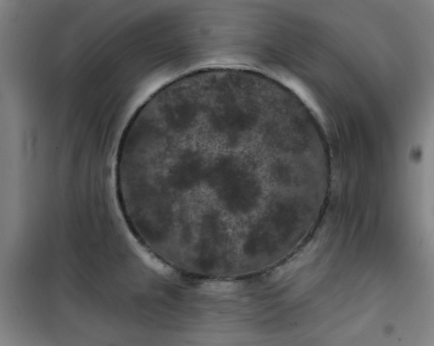 X0000101141237200807110935