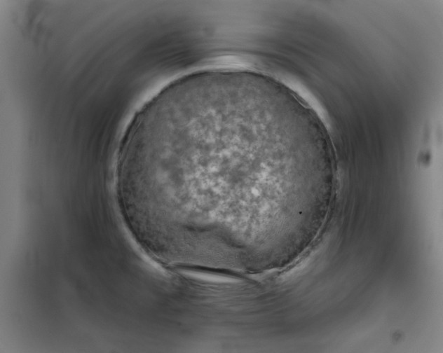 X0000101141477200807110931