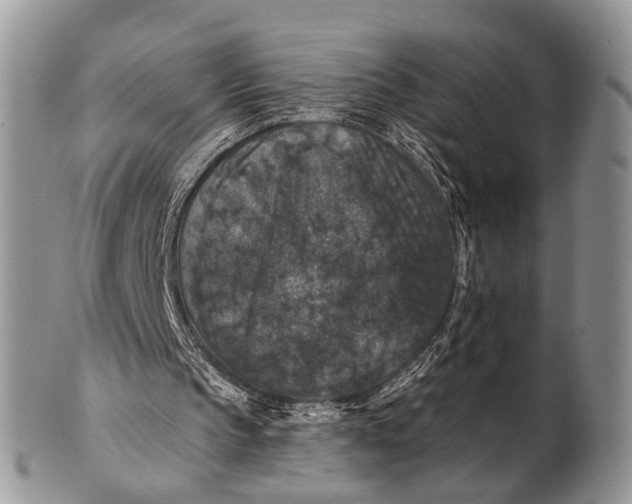 X0000101140145200807251033