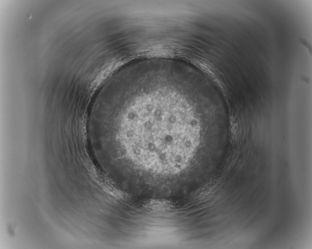 X0000101140487200807251029