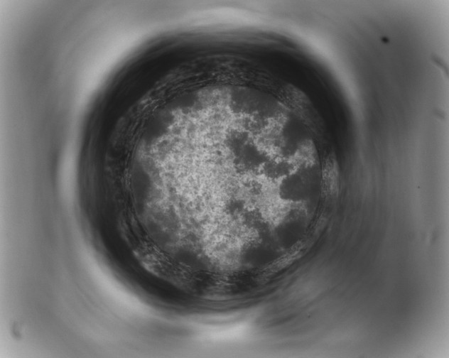 X0000101140765200807251026