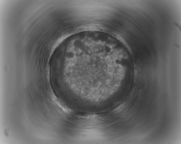 X0000101141035200807251021