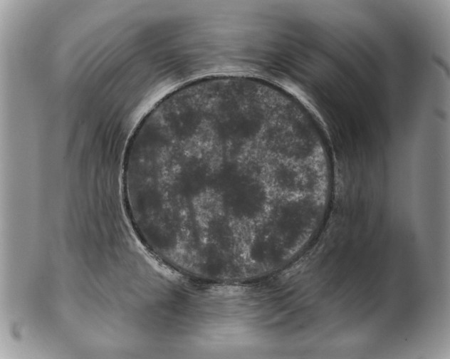 X0000101141237200807251019