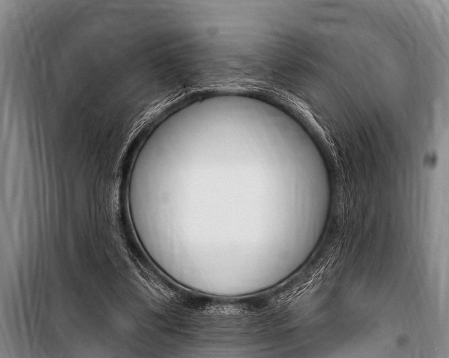 X0000101150299200806270806