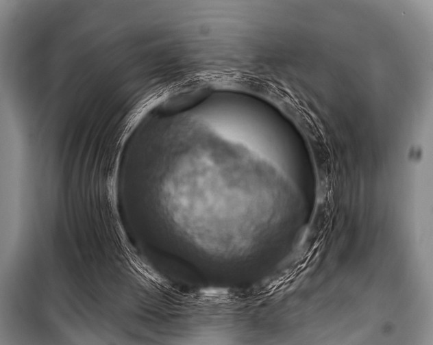 X0000101150052200806270953