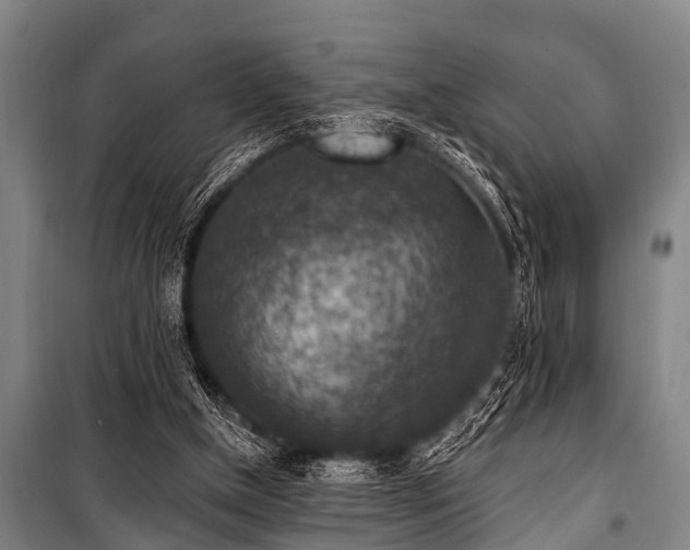 X0000101150154200806270951